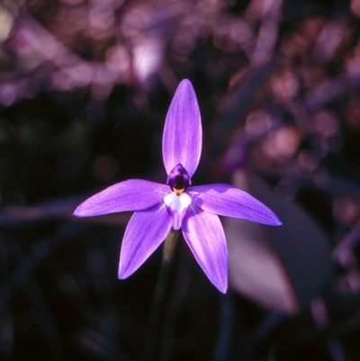 Glossodia major (Wax Lip Orchid) at Black Mountain - 12 Oct 1997 by BettyDonWood