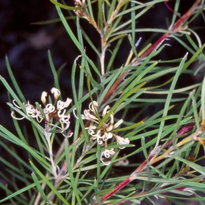 Grevillea patulifolia at Black Mountain - 15 Dec 2004 by BettyDonWood
