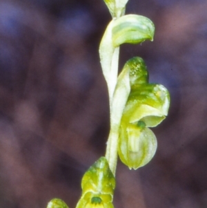 Hymenochilus muticus at Black Mountain - suppressed