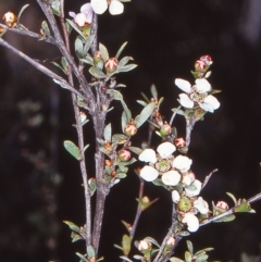 Gaudium multicaule (Teatree) at Black Mountain - 17 Oct 2002 by BettyDonWood