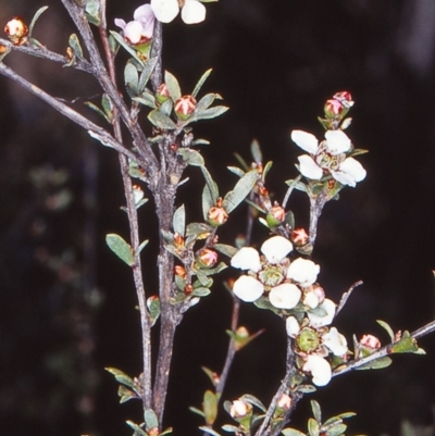 Gaudium multicaule (Teatree) at Black Mountain - 18 Oct 2002 by BettyDonWood