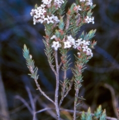 Styphelia attenuata (Small-leaved Beard Heath) at Black Mountain - 22 Sep 2004 by BettyDonWood