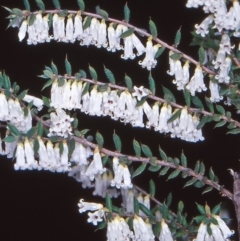 Styphelia fletcheri subsp. brevisepala (Twin Flower Beard-Heath) at Black Mountain - 13 Oct 2004 by BettyDonWood