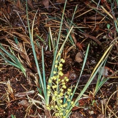 Lomandra filiformis subsp. coriacea (Wattle Matrush) at Black Mountain - 1 Apr 2003 by BettyDonWood