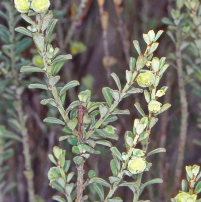 Phyllanthus occidentalis (Thyme Spurge) at Black Mountain - 16 Apr 2002 by BettyDonWood