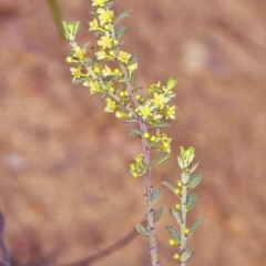 Phyllanthus occidentalis (Thyme Spurge) at Black Mountain - 10 Oct 2004 by BettyDonWood