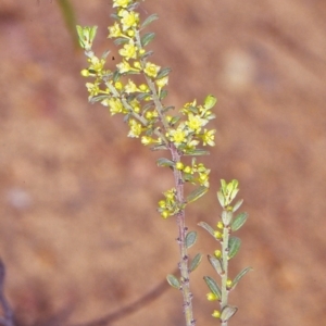 Phyllanthus occidentalis at Black Mountain - 11 Oct 2004