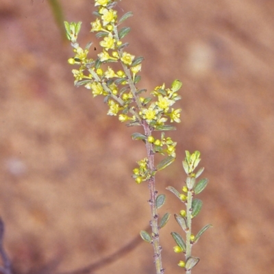 Phyllanthus occidentalis (Thyme Spurge) at Black Mountain - 11 Oct 2004 by BettyDonWood