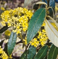 Pomaderris intermedia (Golden Pomaderris) at Black Mountain - 12 Sep 2002 by BettyDonWood