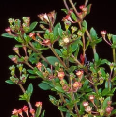 Pomax umbellata (A Pomax) at Black Mountain - 8 Jan 2005 by BettyDonWood