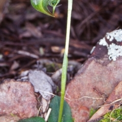 Pterostylis nutans (Nodding Greenhood) at Black Mountain - 13 Sep 2002 by BettyDonWood