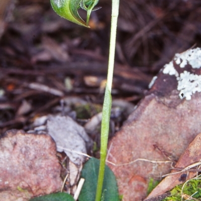 Pterostylis nutans (Nodding Greenhood) at Black Mountain - 13 Sep 2002 by BettyDonWood