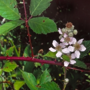 Rubus anglocandicans at Black Mountain - 10 Dec 2001