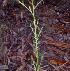 Senecio bathurstianus (Rough Fireweed) at Black Mountain - 6 Dec 2001 by BettyDonWood