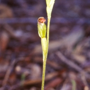 Speculantha rubescens at Black Mountain - 1 Apr 2003