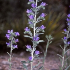 Echium vulgare (Vipers Bugloss) at Bemboka, NSW - 1 Jan 1997 by BettyDonWood