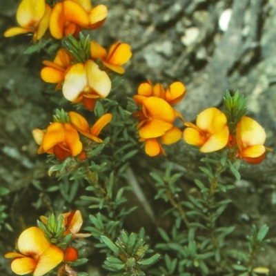 Pultenaea subspicata (Low Bush-pea) at Tuross, NSW - 14 Dec 1996 by BettyDonWood