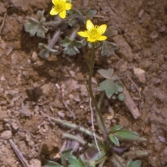 Ranunculus scapiger at Wadbilliga National Park - 13 Dec 1996 by BettyDonWood