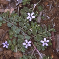 Lobelia pedunculata (Matted Pratia) at Wadbilliga National Park - 11 Dec 1996 by BettyDonWood