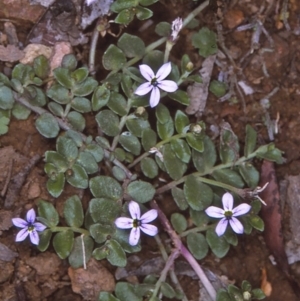 Lobelia pedunculata at Wadbilliga, NSW - 11 Dec 1996 12:00 AM