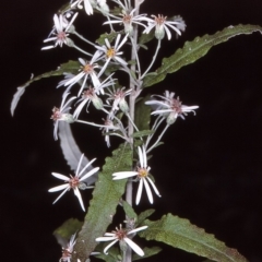 Olearia stellulata (Starry Daisy Bush) at Wadbilliga National Park - 10 Dec 1996 by BettyDonWood