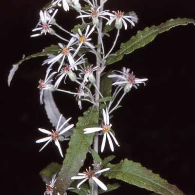 Olearia stellulata (Starry Daisy Bush) at Tuross, NSW - 10 Dec 1996 by BettyDonWood