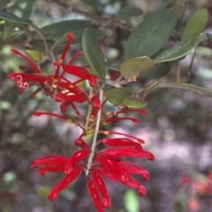 Grevillea parvula (Genoa Grevillea) at Yambulla, NSW - 8 Dec 1996 by BettyDonWood