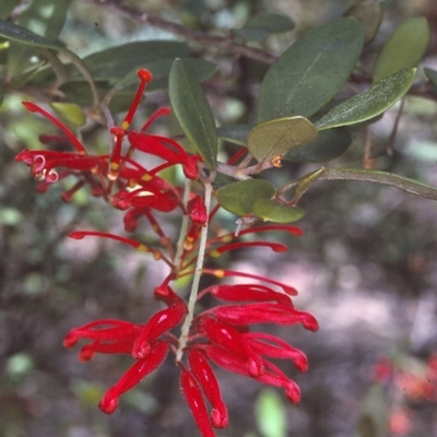 Grevillea parvula (Genoa Grevillea) at Yambulla, NSW - 8 Dec 1996 by BettyDonWood