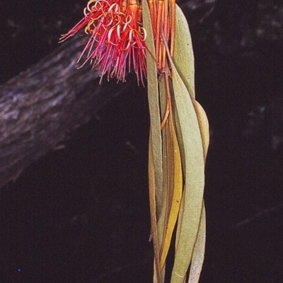 Amyema pendula subsp. pendula (Drooping Mistletoe) at Yambulla, NSW - 7 Dec 1996 by BettyDonWood