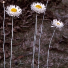 Chrysocephalum baxteri (Fringed Everlasting) at Yambulla, NSW - 7 Dec 1996 by BettyDonWood