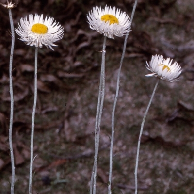 Chrysocephalum baxteri (Fringed Everlasting) at Yambulla, NSW - 7 Dec 1996 by BettyDonWood