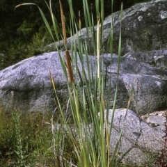 Typha orientalis (Broad-leaved Cumbumgi) at Candelo, NSW - 20 Jan 1997 by BettyDonWood