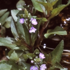 Veronica anagallis-aquatica (Blue Water Speedwell) at Candelo, NSW - 1 Jan 1997 by BettyDonWood