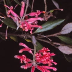Grevillea irrasa subsp. didymochiton at Wadbilliga, NSW - 28 Nov 1996 by BettyDonWood