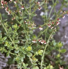 Gonocarpus teucrioides (Germander Raspwort) at Myrtle Mountain, NSW - 31 Dec 1996 by BettyDonWood