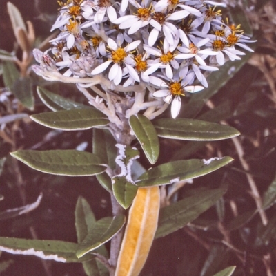 Olearia megalophylla (Large-leaf Daisy-bush) at Myrtle Mountain, NSW - 1 Jan 1997 by BettyDonWood