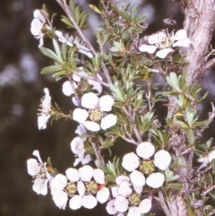 Leptospermum myrsinoides (Heath Teatree) at Timbillica, NSW - 18 Oct 1996 by BettyDonWood