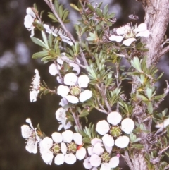 Leptospermum myrsinoides (Heath Teatree) at Timbillica, NSW - 17 Oct 1996 by BettyDonWood