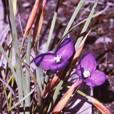 Patersonia fragilis (Short Purple Flag) at Timbillica, NSW - 17 Oct 1996 by BettyDonWood