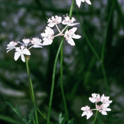 Xanthosia atkinsoniana at Yowrie, NSW - 10 Dec 1996 by BettyDonWood