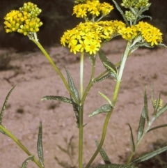 Senecio linearifolius (Fireweed Groundsel, Fireweed) at Brogo, NSW - 22 Oct 1996 by BettyDonWood