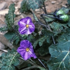 Solanum pungetium (Eastern Nightshade) at Yowrie, NSW - 28 Nov 1996 by BettyDonWood