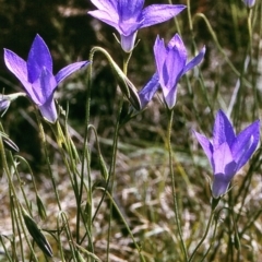 Wahlenbergia stricta subsp. stricta (Tall Bluebell) at Brogo, NSW - 22 Oct 1996 by BettyDonWood