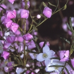 Boronia muelleri (Pink Boronia) at Nadgee, NSW - 17 Oct 1996 by BettyDonWood