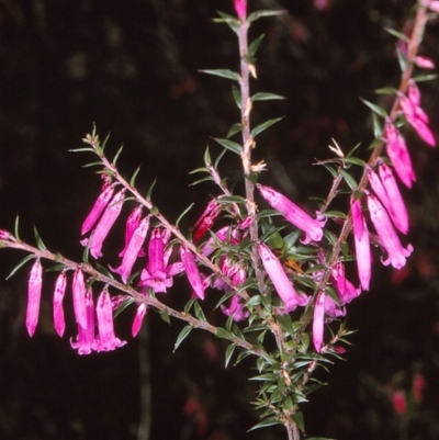 Epacris impressa (Common Heath) at Nadgee, NSW - 6 Jul 1996 by BettyDonWood