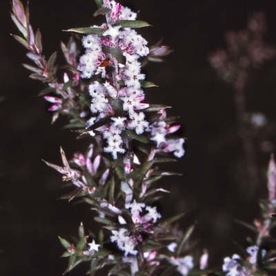 Styphelia ericoides (Pink Beard-Heath) at Nadgee, NSW - 6 Jul 1996 by BettyDonWood