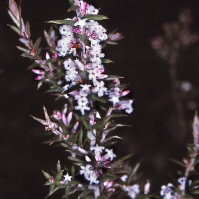 Leucopogon ericoides (Pink Beard-Heath) at Nadgee, NSW - 5 Jul 1996 by BettyDonWood