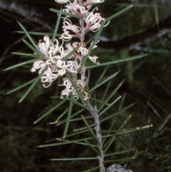 Hakea decurrens subsp. platytaenia (Coast Needlewood) at Nadgee, NSW - 6 Jul 1996 by BettyDonWood