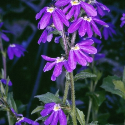 Scaevola aemula (Common Fan-flower) at Brogo, NSW - 22 Oct 1996 by BettyDonWood