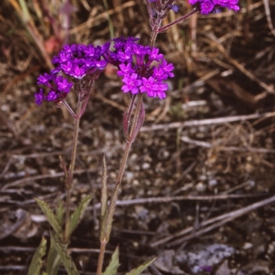 Verbena rigida var. rigida (Veined Verbena) at Undefined - 22 Oct 1996 by BettyDonWood